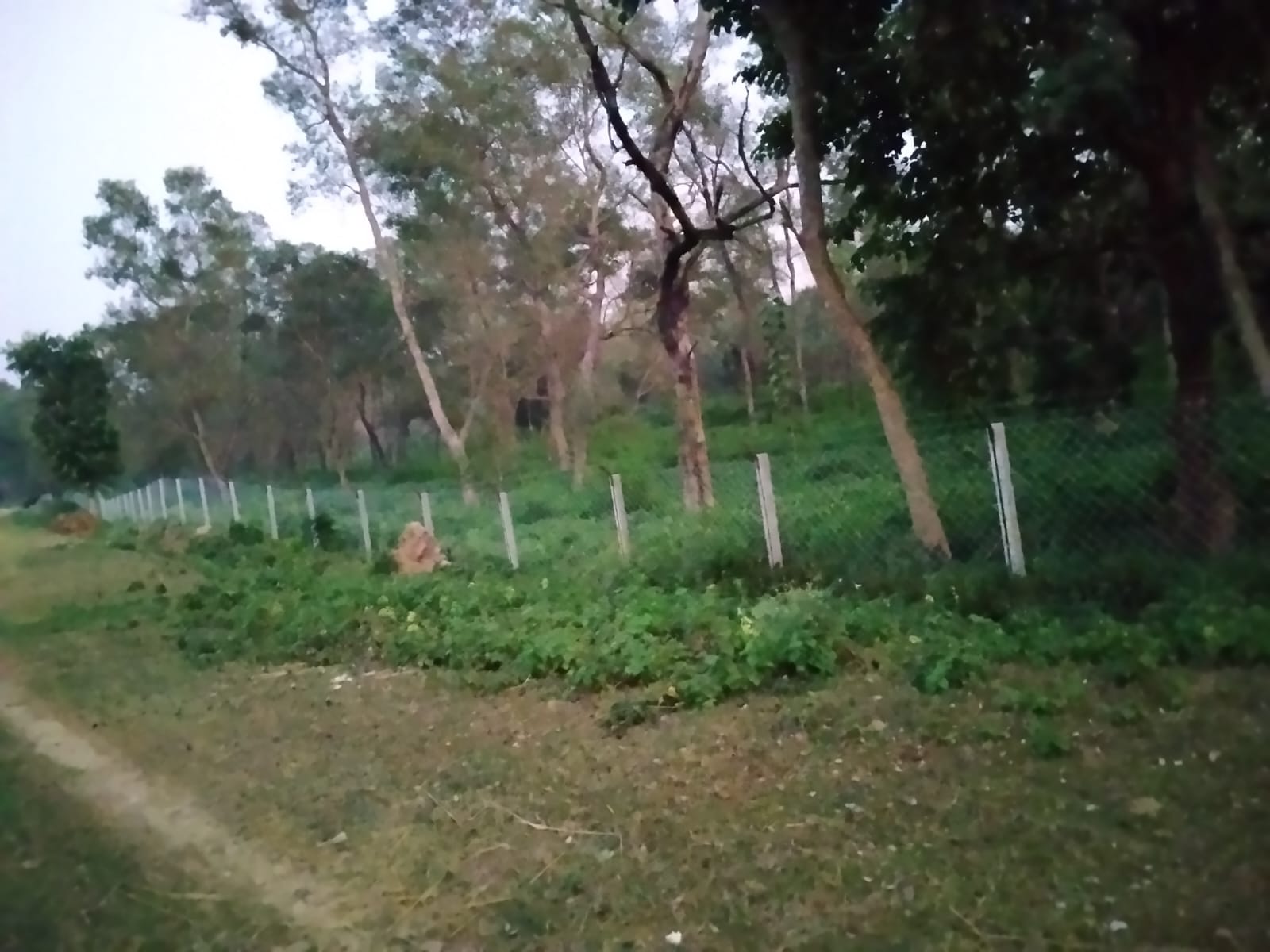 जिराहा सामुदायिक वनमा अतिक्रमण नियन्त्रण तथा वन्यजन्तुबाट सुरक्षित हुनका लागि मेसा जालीको तारवारः वारवर्दिया ४ ।