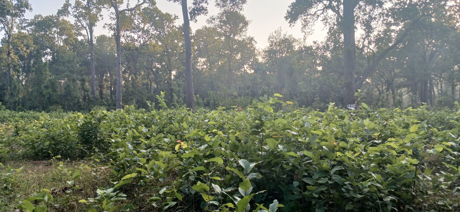 पुनरुत्पादन कटान पश्नचात पुनरुत्पादन अभिवृद्धिः खोदाउ सामुदायिक वन 2082