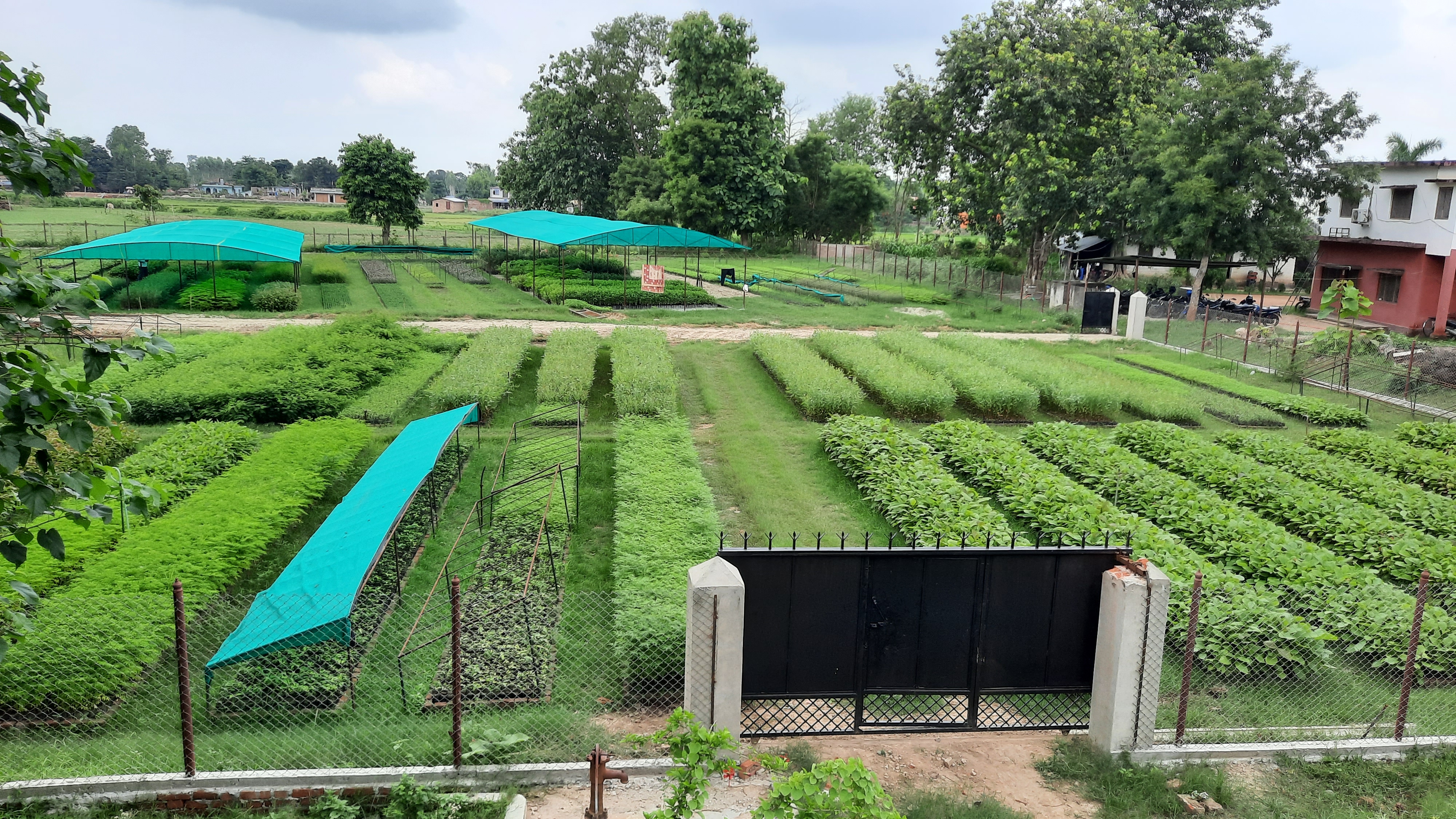 नर्सरी स्तरोन्नती